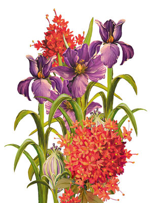 Image Not Available